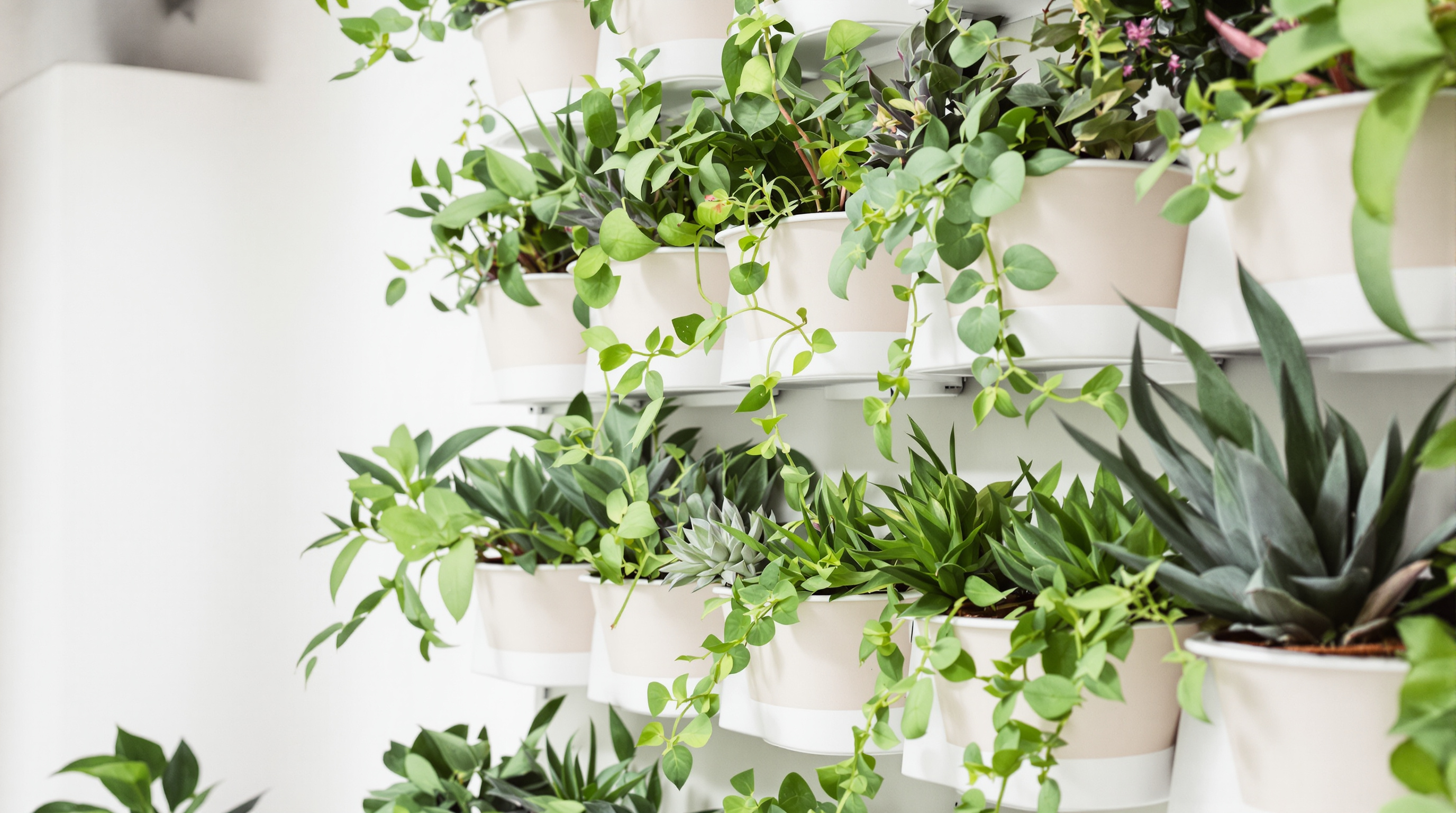 Detalhe de módulo vertical de jardim com jiboia, samambaia e suculentas em compartimentos individuais