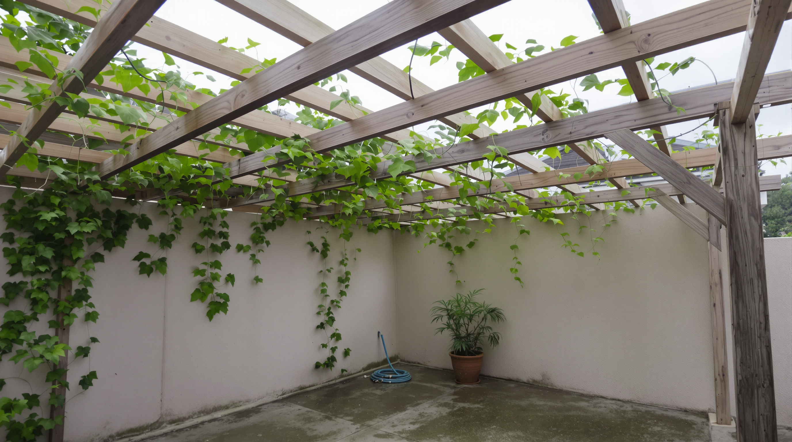 Treliça de madeira com trepadeiras e hera em varanda de casa premium, sistema de irrigação visível